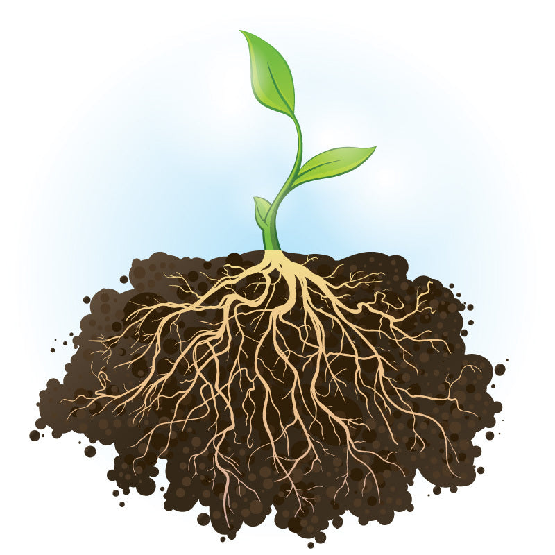 plant roots