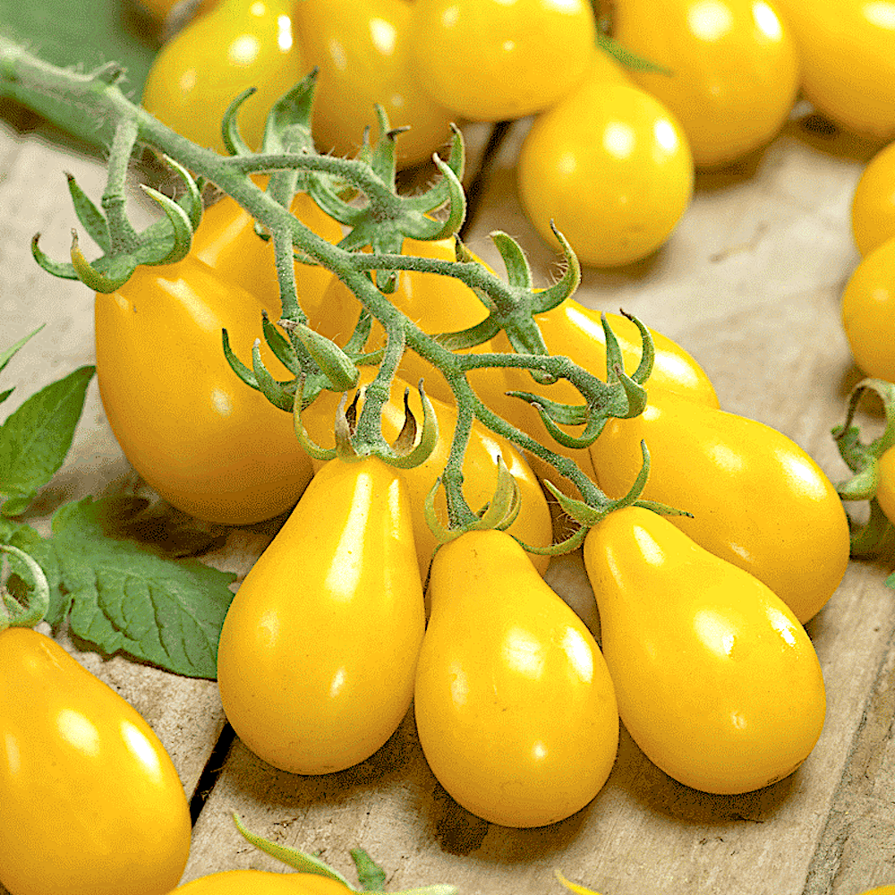 Tomato Yellow Grapes- 50 Seeds