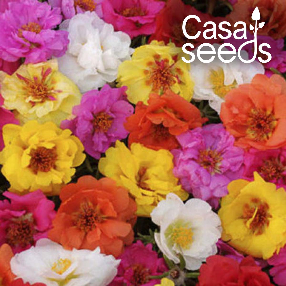 Portulaca grandiflora Double Mix- 200 Seeds
