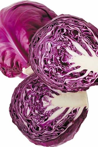 Red Cabbage- 50 Seeds