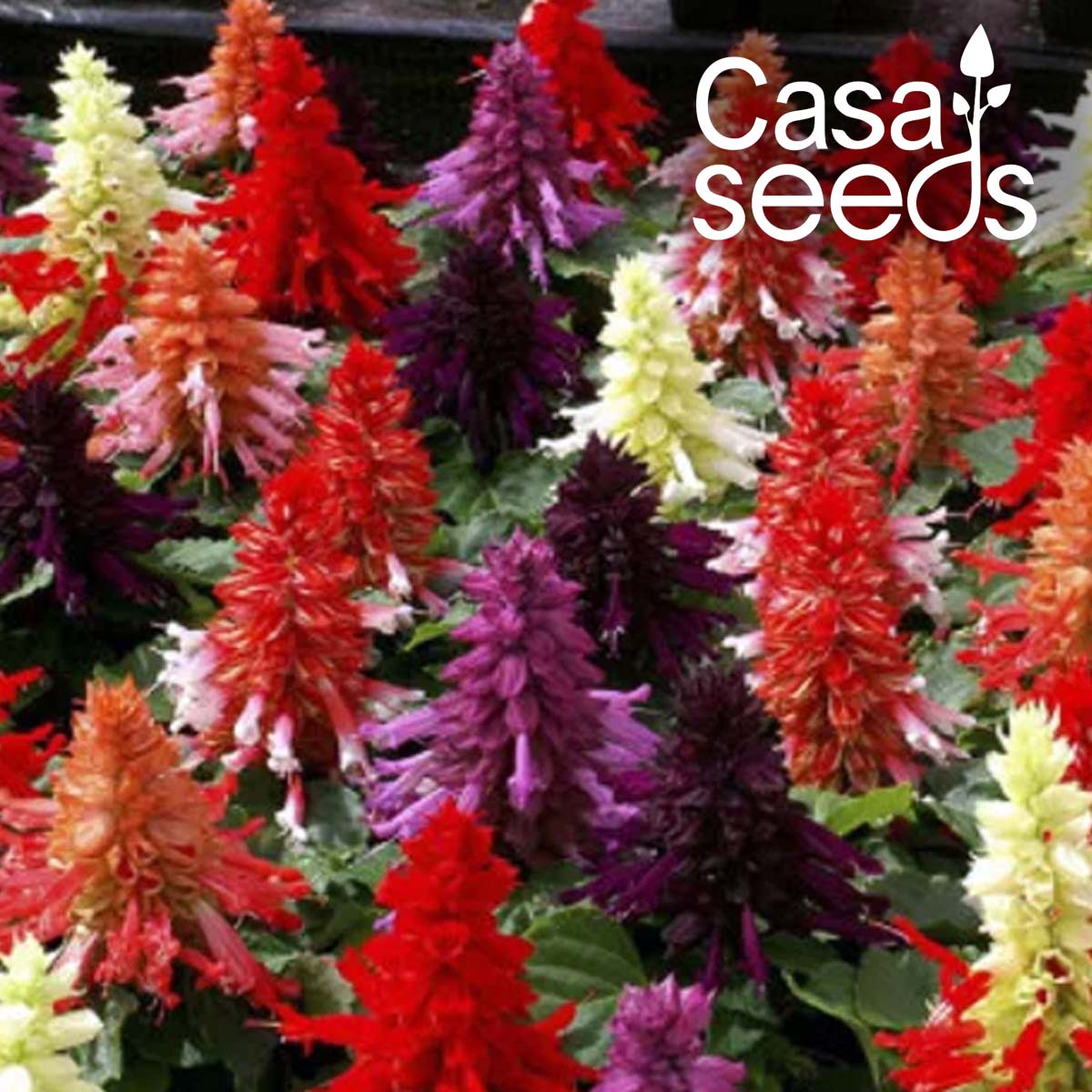 Salvia splendens Cleopatra Mixed- 50 Seeds