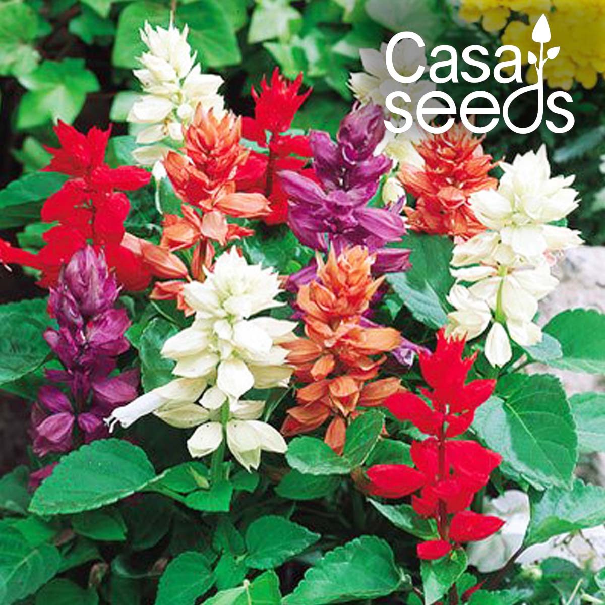 Salvia splendens Cleopatra Mixed- 50 Seeds