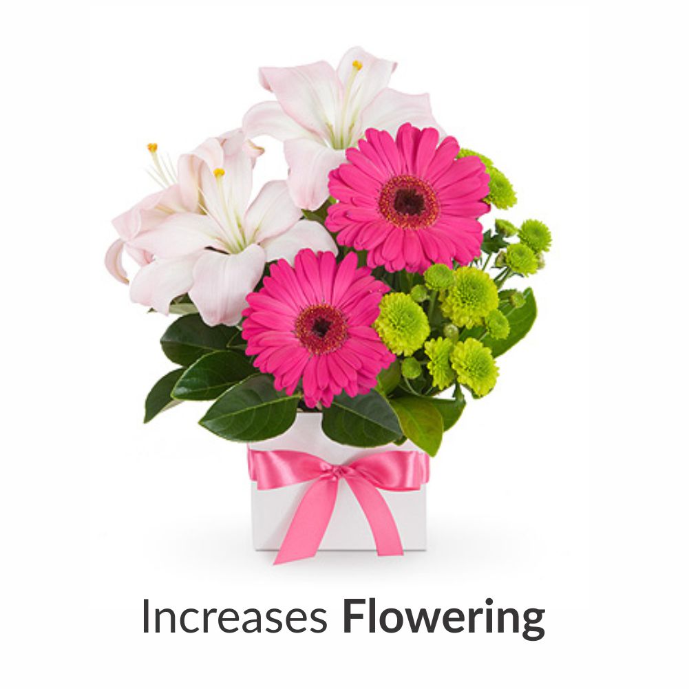 liquid fertilizer for indoor plants