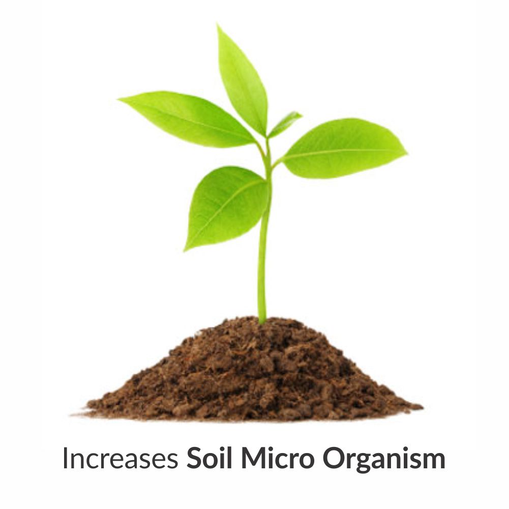 seaweed nutrients for plants
