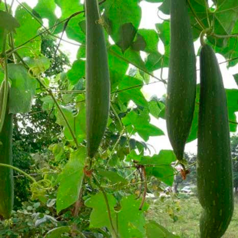 Sponge Gourd-20 Seeds