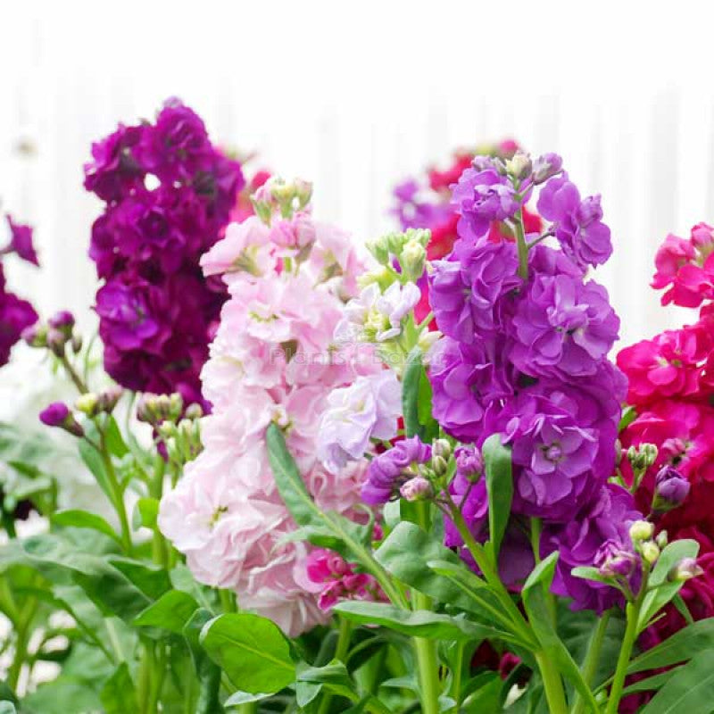 Stocks - Matthiola incana Mixed- 50 Seeds