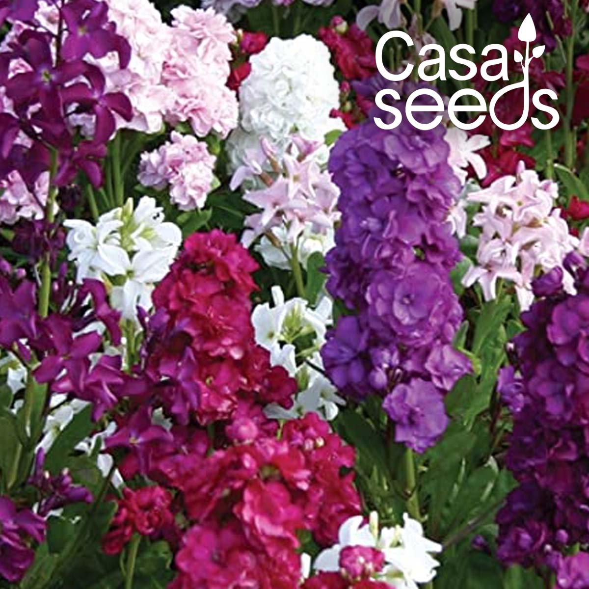 Stocks - Matthiola incana Mixed- 50 Seeds