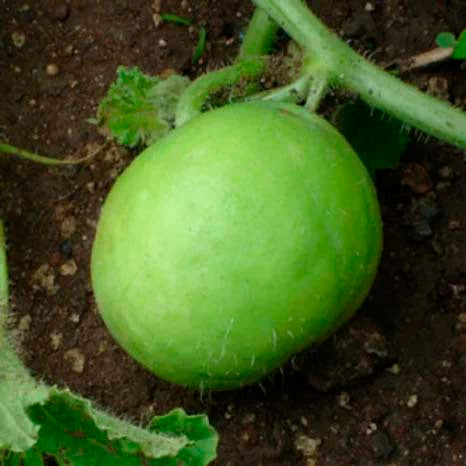 Tinda- 50 Seeds