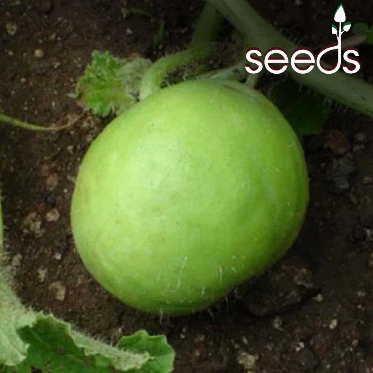 Tinda- 50 Seeds