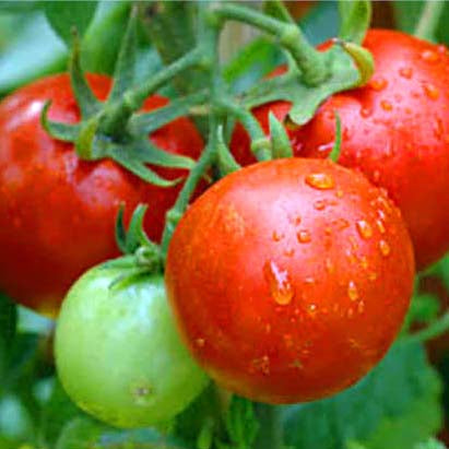 tomatoes