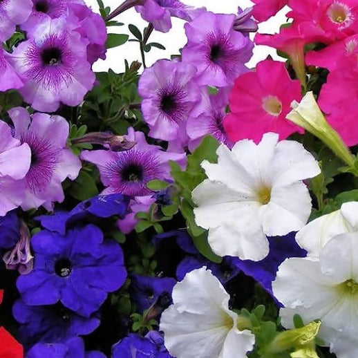 Petunia NC Dwarf mix- 200 Seeds