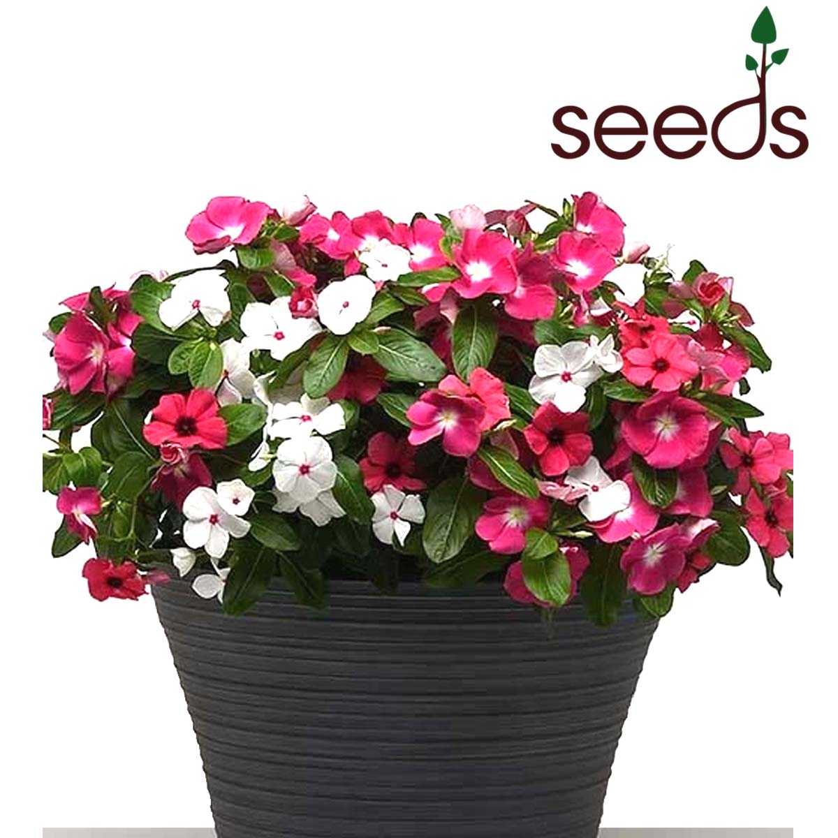 Vinca Dwarf Mix- 100 Seeds