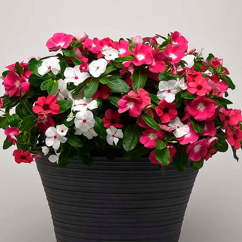 Vinca Dwarf Mix- 100 Seeds