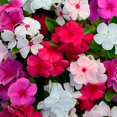 Vinca Dwarf Mix- 100 Seeds