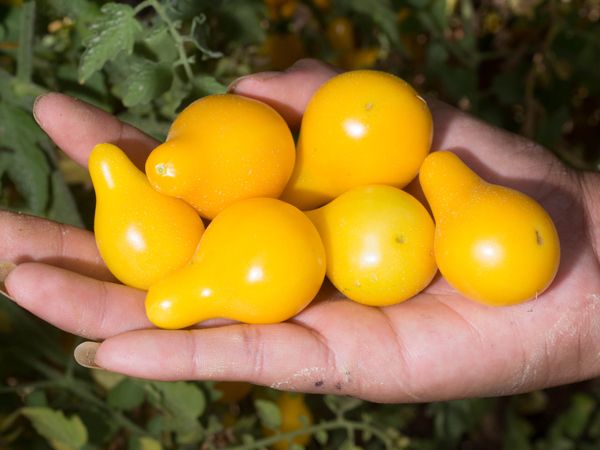 Tomato Yellow Grapes- 50 Seeds