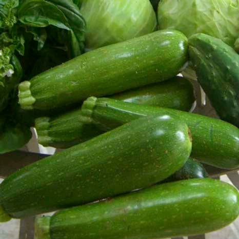 Zucchini- 20 Seeds