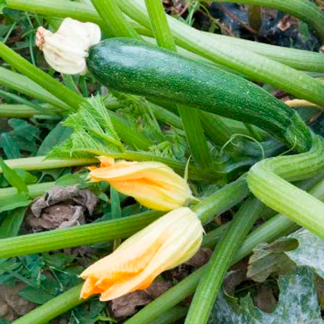 Zucchini- 20 Seeds