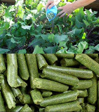 Casa De Amor Special Combo Pack- Neem Khal Powder (900 gm)+Alfalfa Pellets Organic Fertilizer (900 gm) total 1800 gm