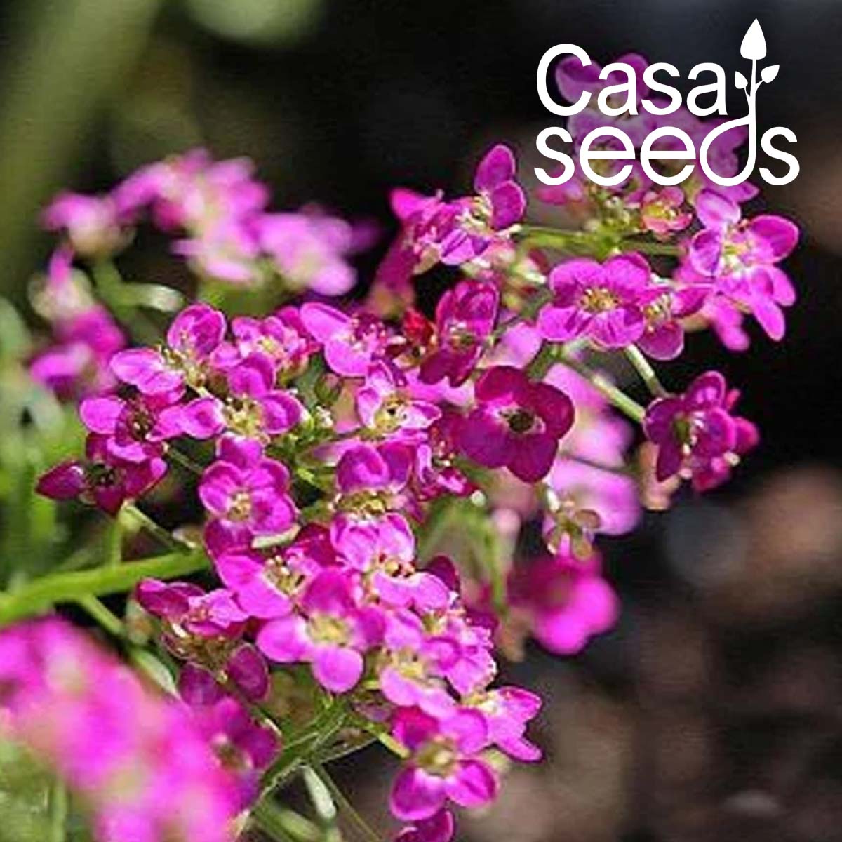 Allysum Rosie O Day Rose (Pink)- 100 Seeds