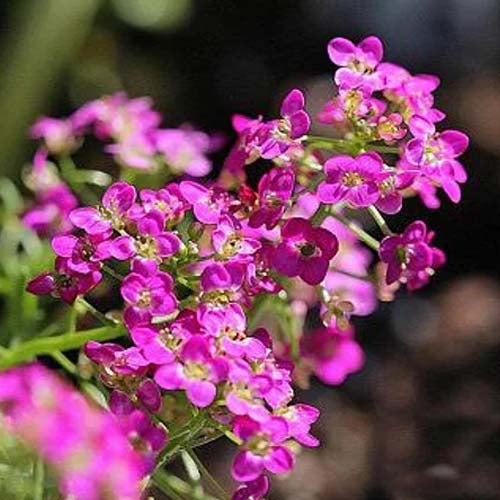 Allysum Rosie O Day Rose (Pink)- 100 Seeds