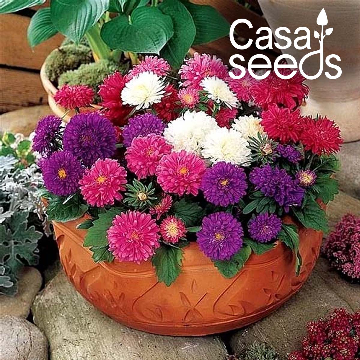 Aster Duchess Formula Mix - 50 Seeds