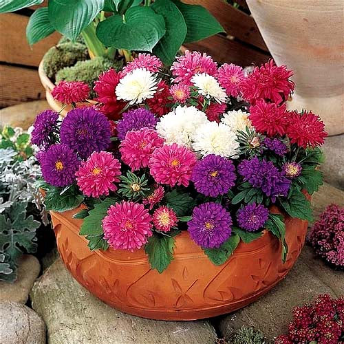 Aster Duchess Formula Mix - 50 Seeds