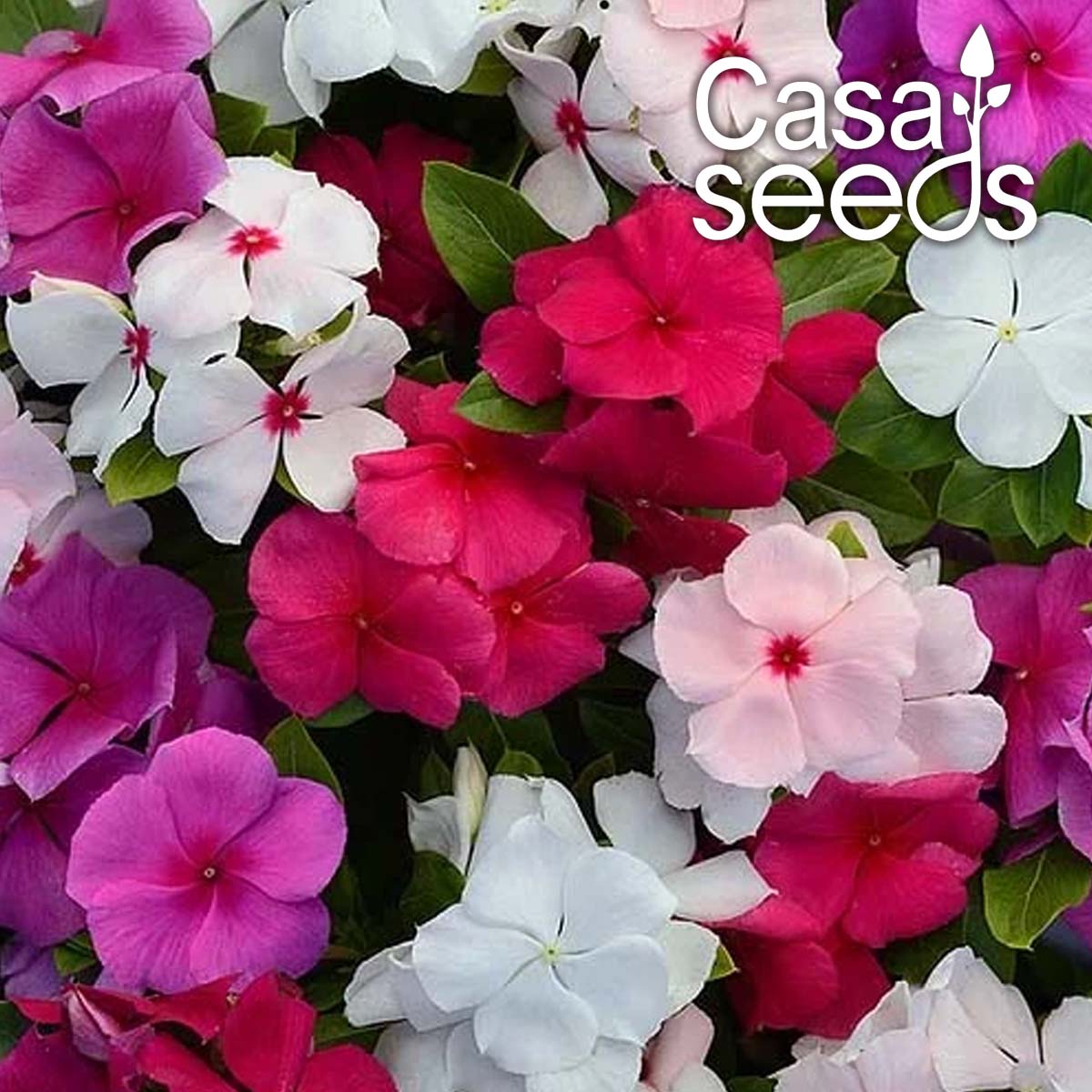 Vinca Dwarf Mix- 100 Seeds