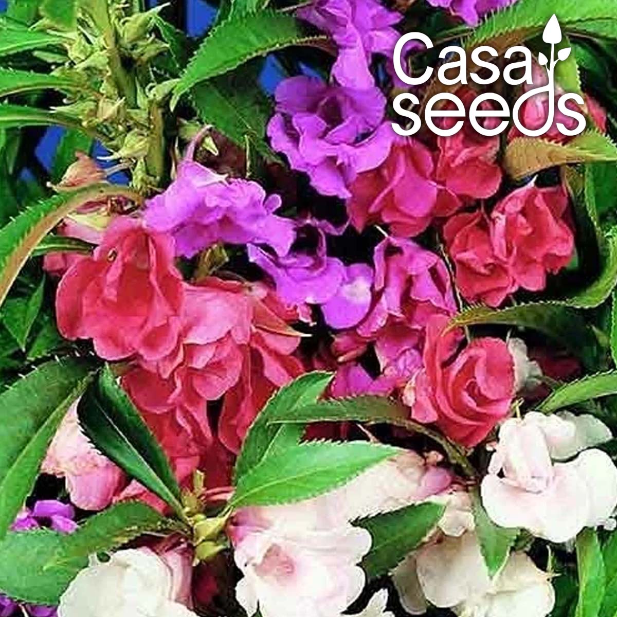 balsam tom thumb mixed seeds
