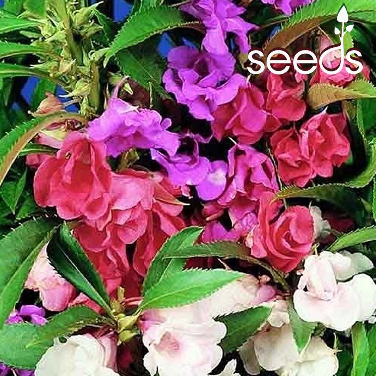 Balsam Tom Thumb seeds in india