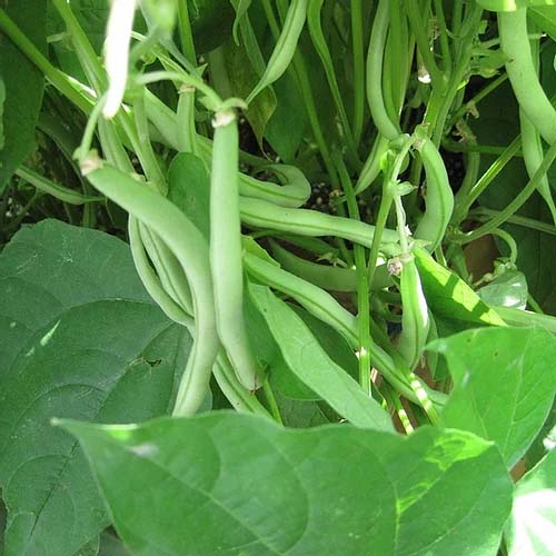 Beans Long Green - 50 Seeds
