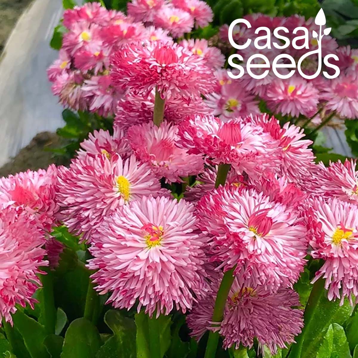 Bellis Double Rose- 200 Seeds