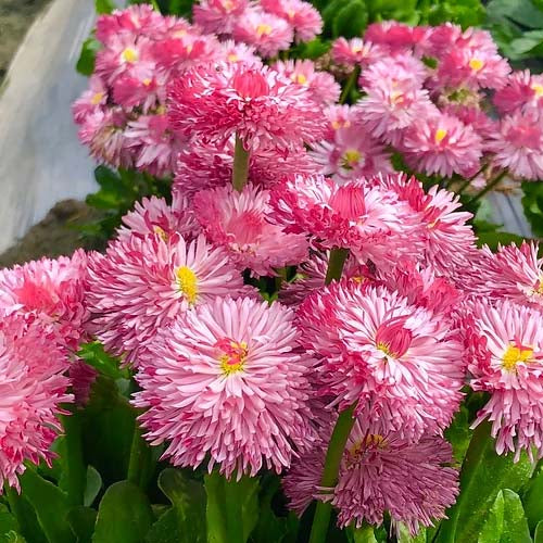 Bellis Double Rose- 200 Seeds