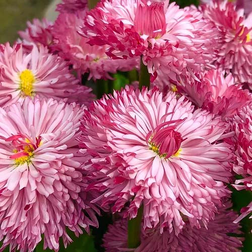 Bellis Double Rose- 200 Seeds