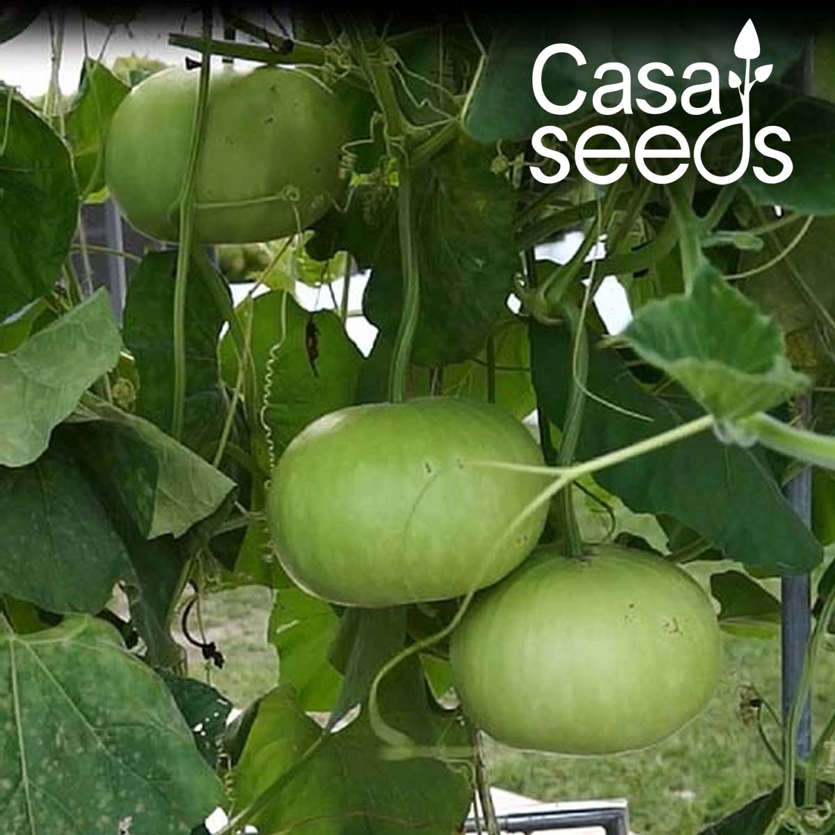 Bottle Gourd Round- 20 Seeds