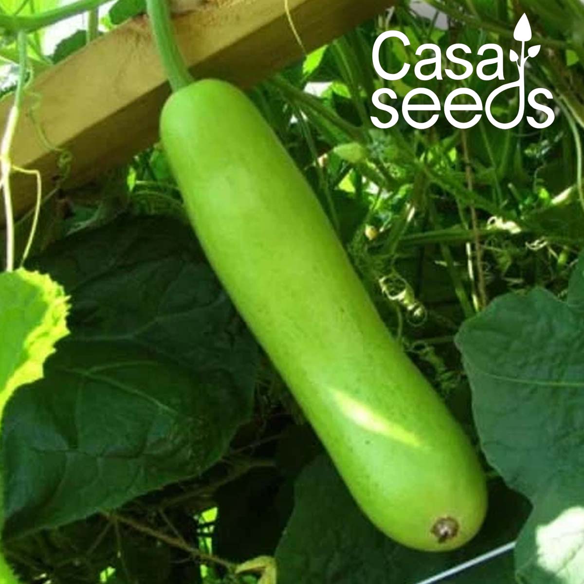 Bottle Gourd Long- 20 Seeds