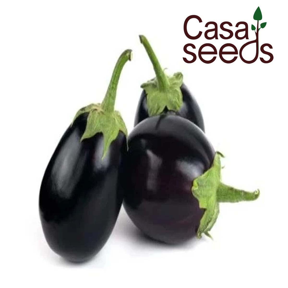Brinjal Black Beauty - 100 Seeds