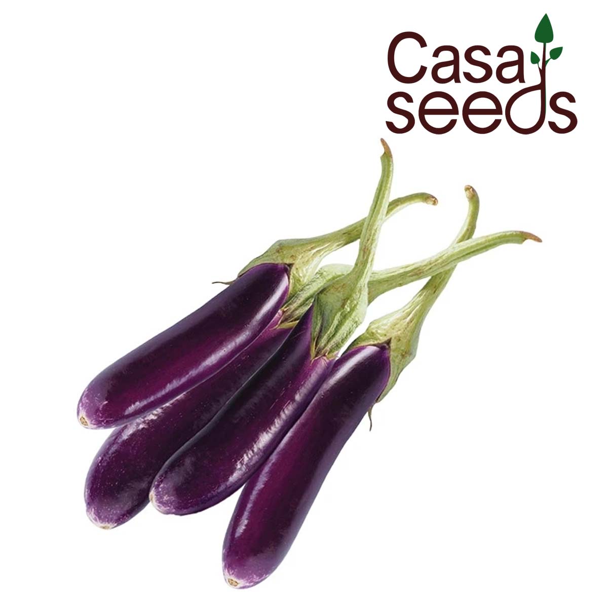 Brinjal Purple Long - 100 Seeds