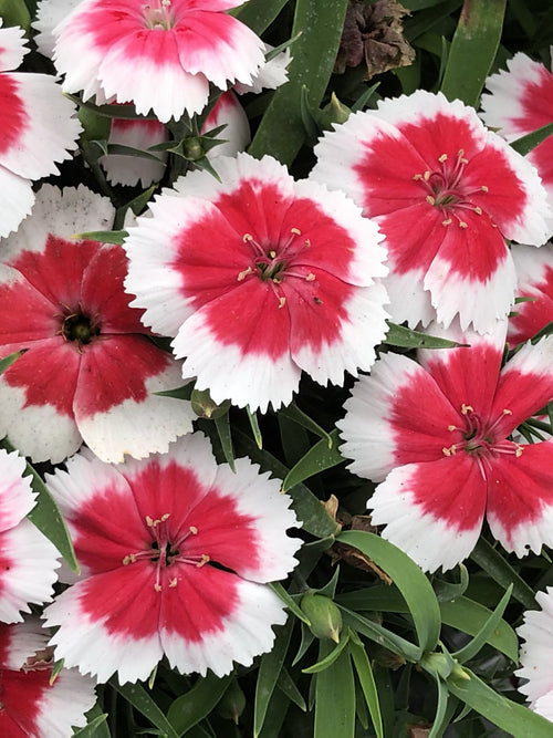 Dianthus chinensis mix - Baby Doll- 100 Seeds