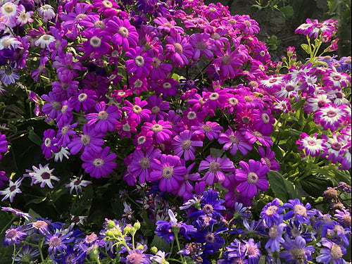 Cineraria maritima Flowering- 50 Seeds