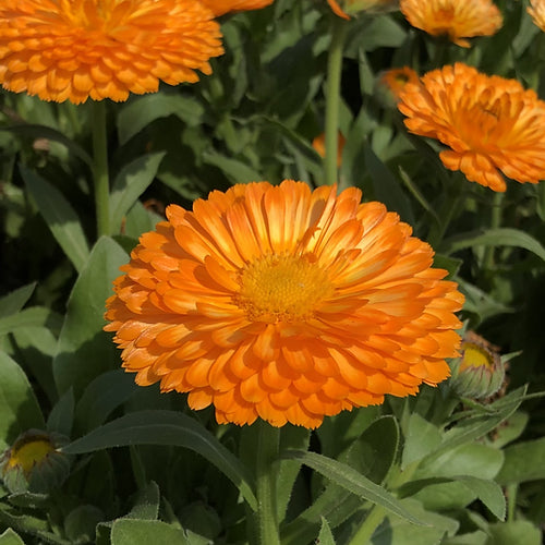 Calendula Fiesta Gitana Mix - 100 Seeds
