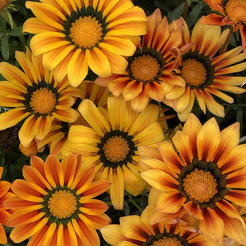Gazania Sunshine Hybrid Mix- 100 Seeds