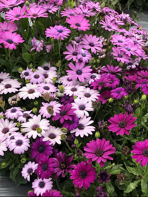 Osteospermum ecklonis- 50 Seeds