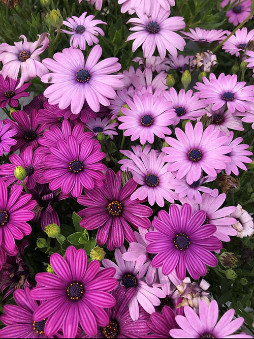 Osteospermum ecklonis- 50 Seeds