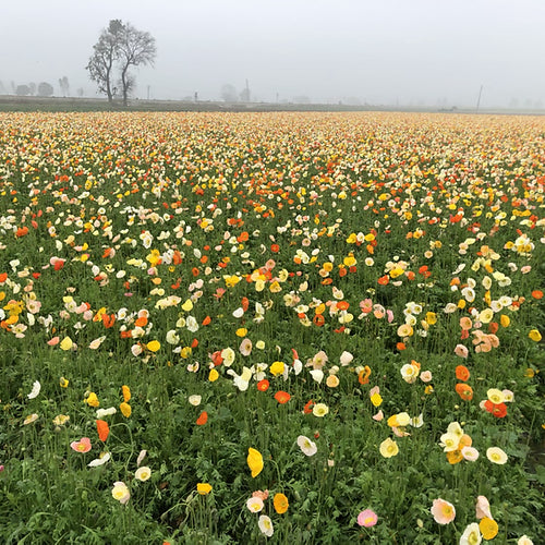 Iceland Poppy - Papaver naudicaule Mix- 50 Seeds
