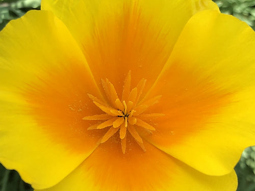 California Poppy - Eschscholzia Californica Mix - 300 Seeds