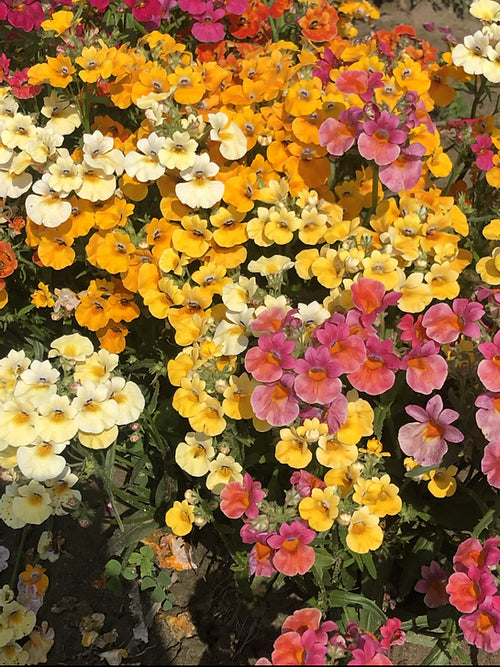 Nemesia Carnival Mix- 100 Seeds