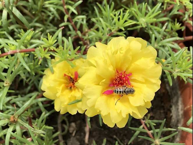 Portulaca grandiflora Double Mix- 200 Seeds
