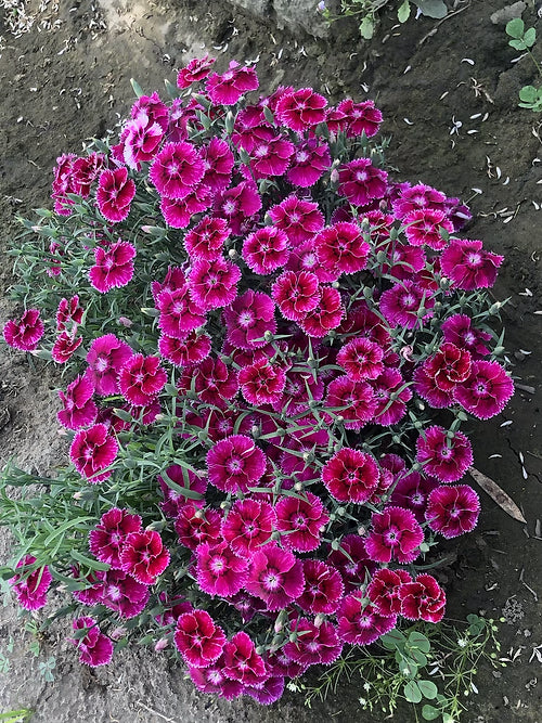 Dianthus chinensis mix - Baby Doll- 100 Seeds