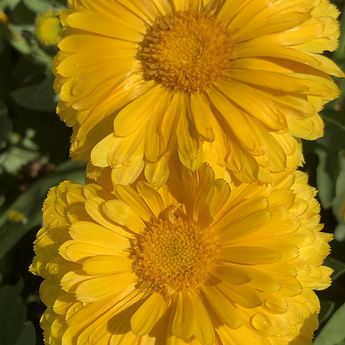 Calendula Fiesta Gitana Mix - 100 Seeds