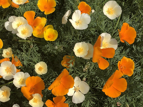 California Poppy - Eschscholzia Californica Mix - 300 Seeds